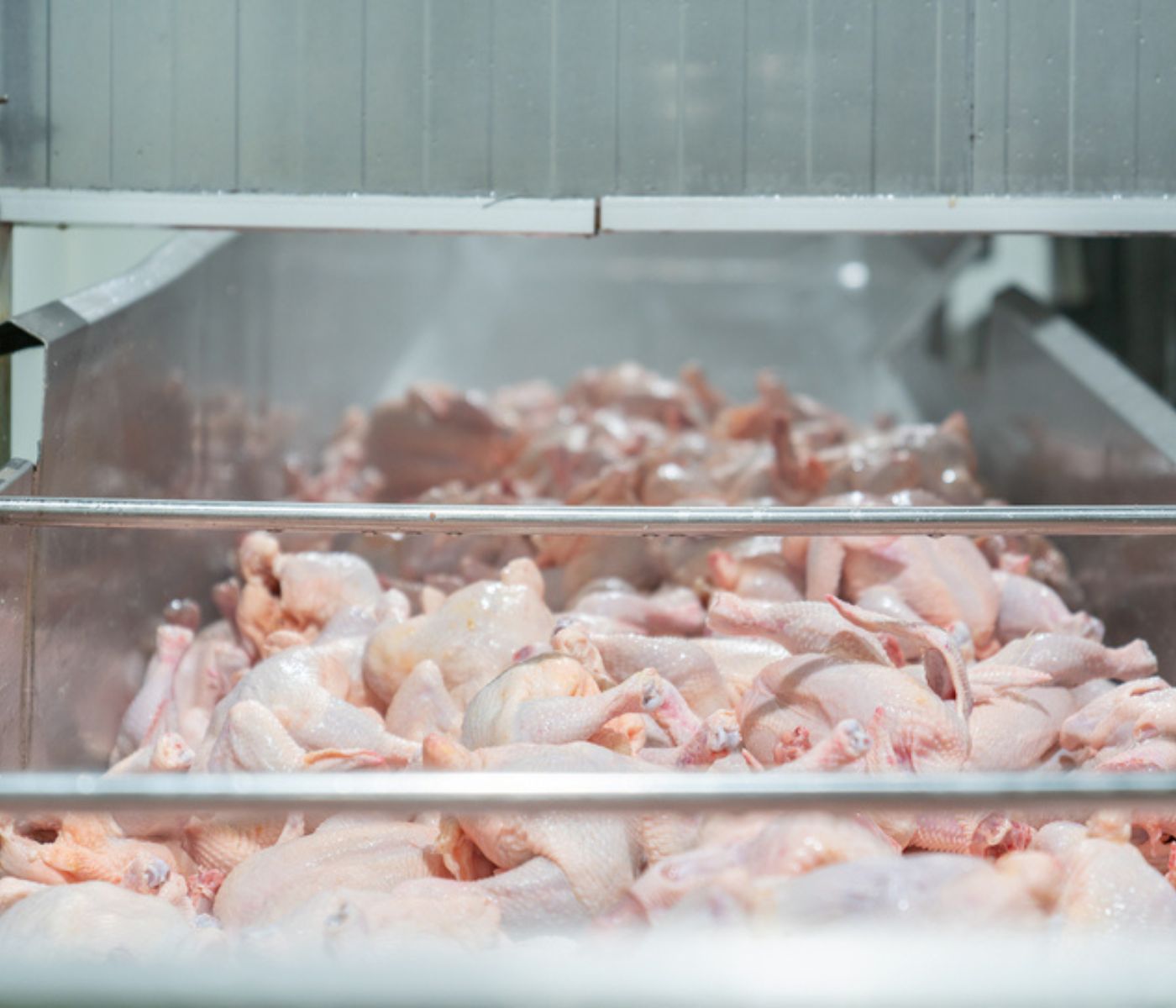 Desinfección microbiológica: Reduce contaminación por patógenos en industria avícola