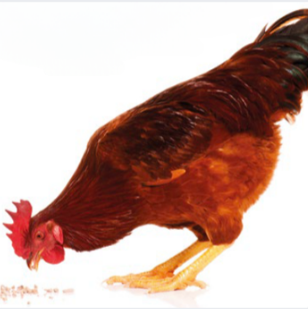 La ciencia detrás del color de la yema: Cómo la alimentación de las aves puede afectar la calidad del huevo