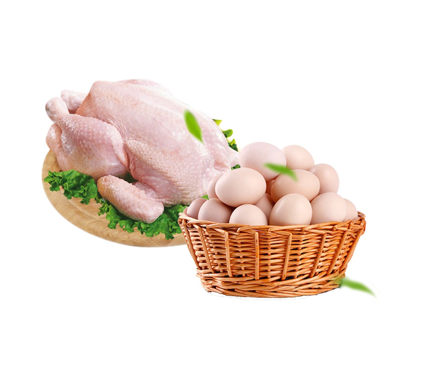 Nicaragua: Exhibe cifras positivas para la producción de huevos y carne de pollo