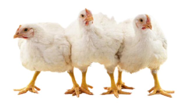 coccidiosis pollos de engorde 
