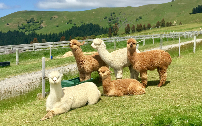 alpacas