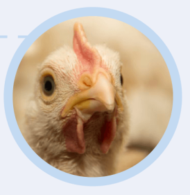 Vacunación de pollos de engorde contra Salmonella infantis