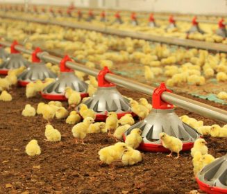 Eliminación de los comederos suplementarios para pollitos
