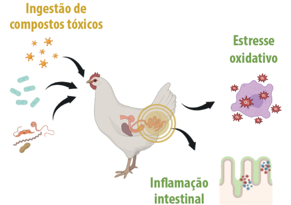 Figura 1. A inflamação pode levar ao estresse oxidativo por produção de ROS. Criado com BioRender em 02/05/2024, Dornelas, TCE.