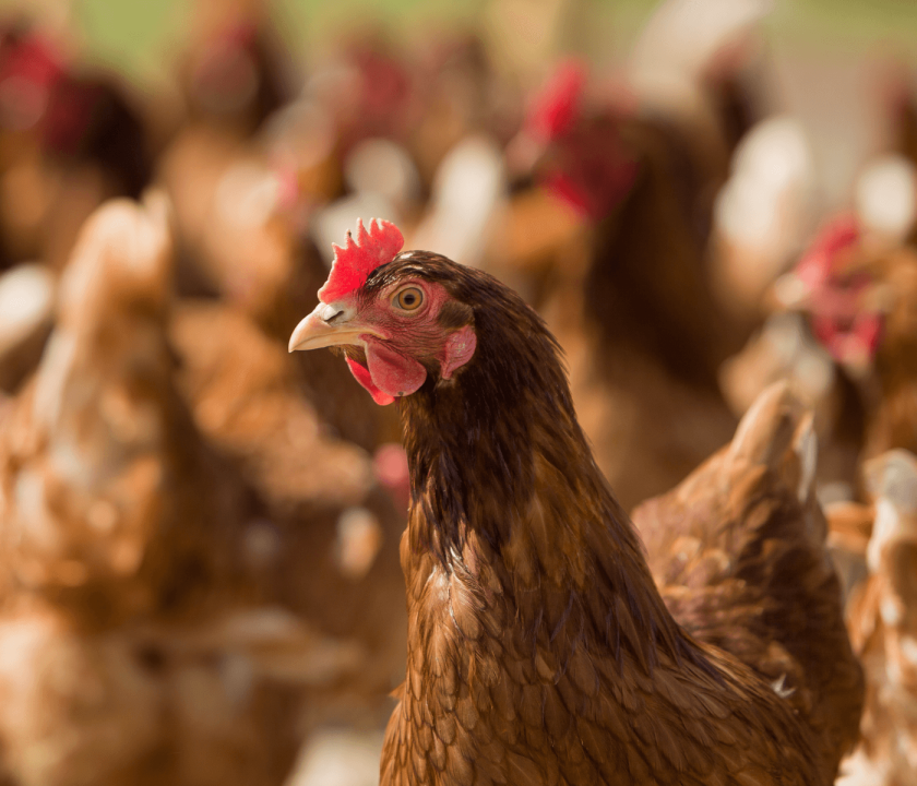 La avicultura de precisión es clave para un negocio más sostenible