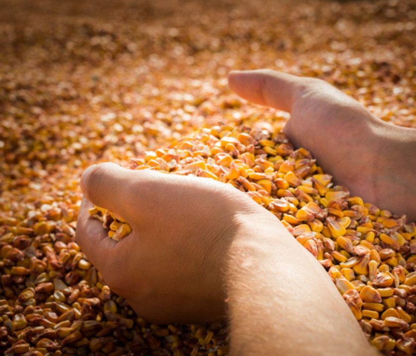 Revisión al alza para la producción mundial de cereales