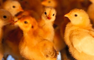 Talla al final de recría es fundamental en la calidad de la pollita