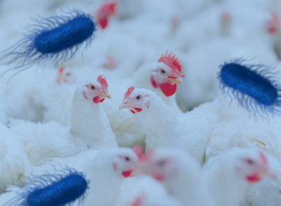 Vacunación de pollos de engorde contra Salmonella infantis