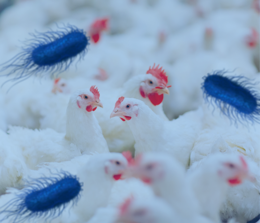 Vacunación de pollos de engorde contra Salmonella infantis
