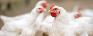 Levaduras seleccionadas en nutrición avícola, ¿apuesta segura?