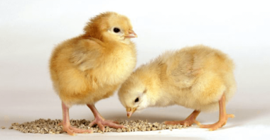 Levaduras seleccionadas en nutrición avícola, ¿apuesta segura?