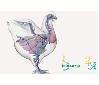 Síndrome Respiratorio Aviar: una enfermedad con múltiples etiologías
