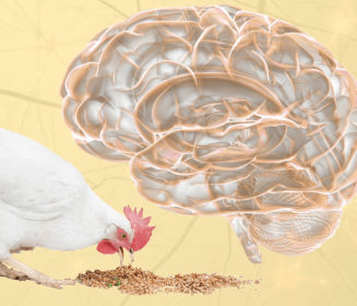 Imagen Revista El aparato gustativo: componente clave en la nutrición de aves