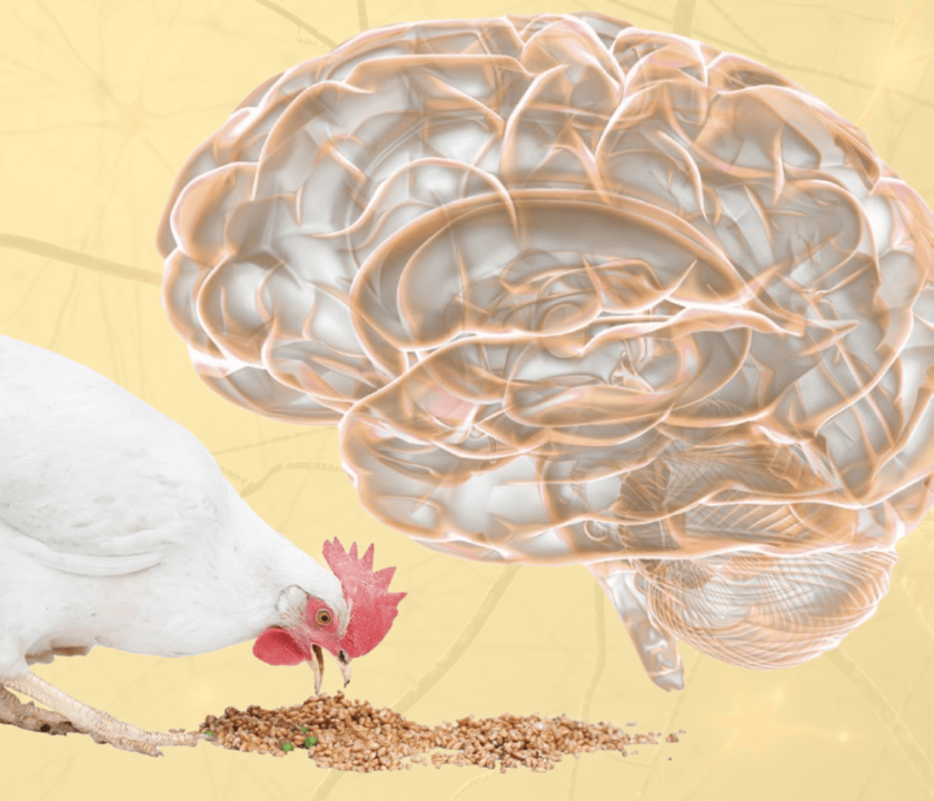 El aparato gustativo: componente clave en la nutrición de aves