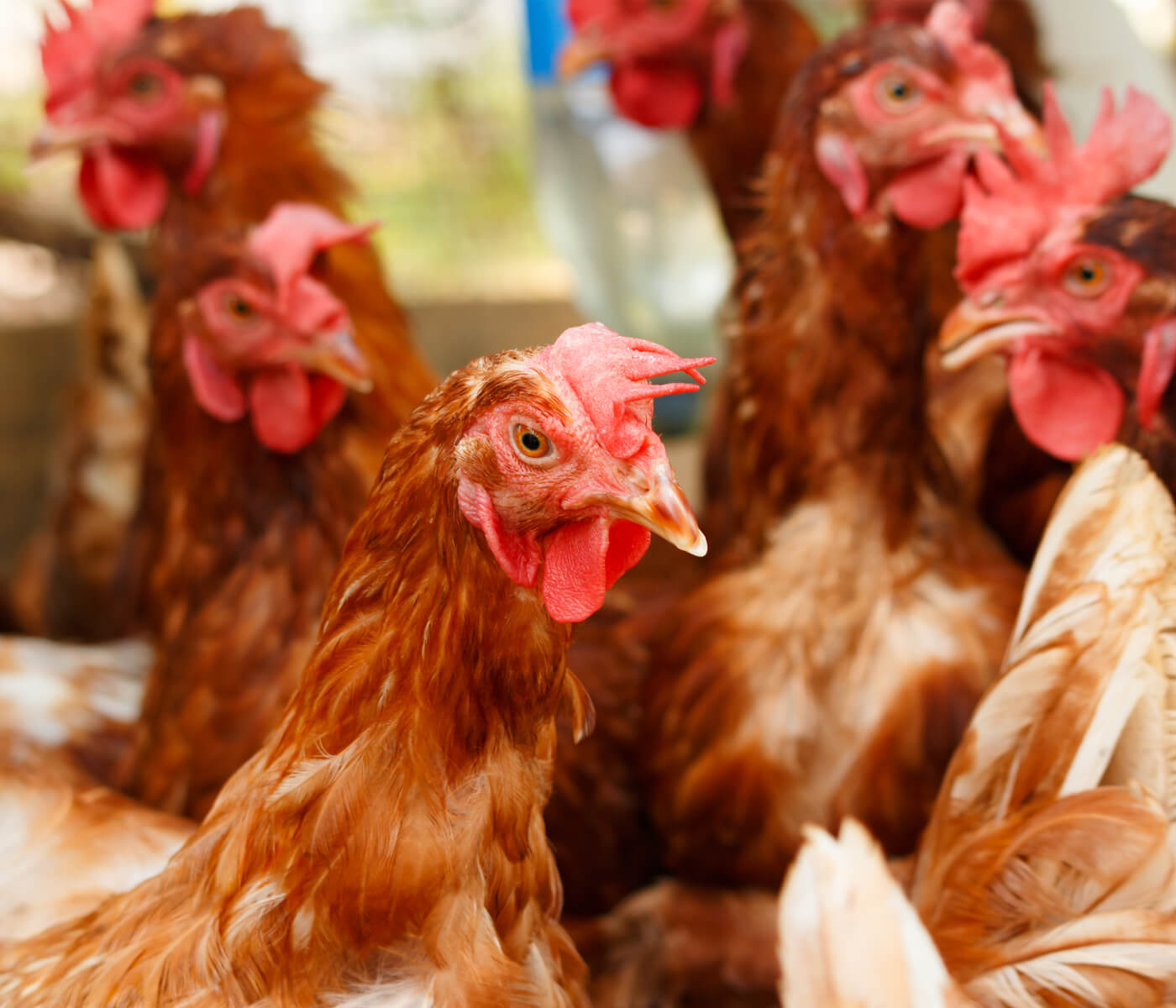Efecto de una combinación de compuestos gluconeogénicos y fitogénicos sobre el rendimiento productivo, calidad del huevo y la rentabilidad económica en gallinas ponedoras