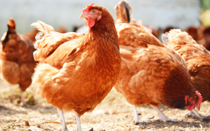 Antibiotic-free poultry