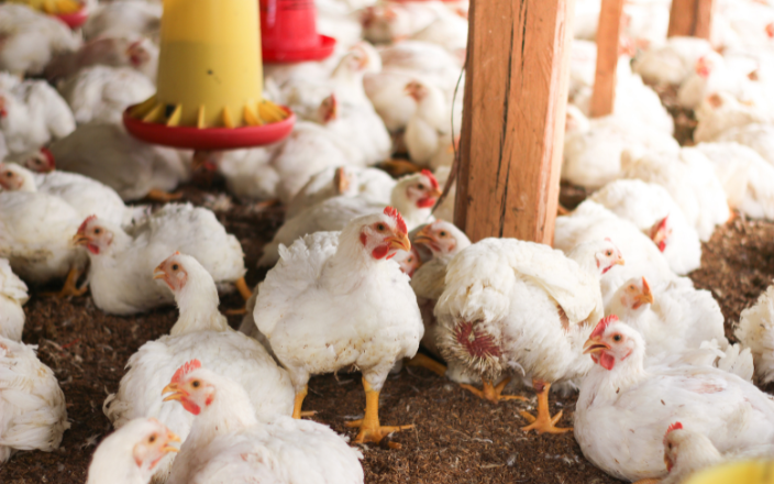 Detecting H7 Avian Influenza in poultry farms in Australia