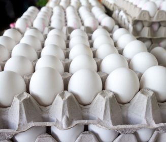 Producción chilena de huevos registró un crecimiento interanual de 10,0%