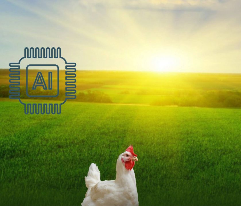 Empresa avícola mexicana implementará inteligencia artificial en la producción de huevo y pollo