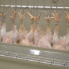 Desplumado Productivo de pollos : Reducción en daños de calidad, aumentando rendimiento y disminuyendo consumo de dedos