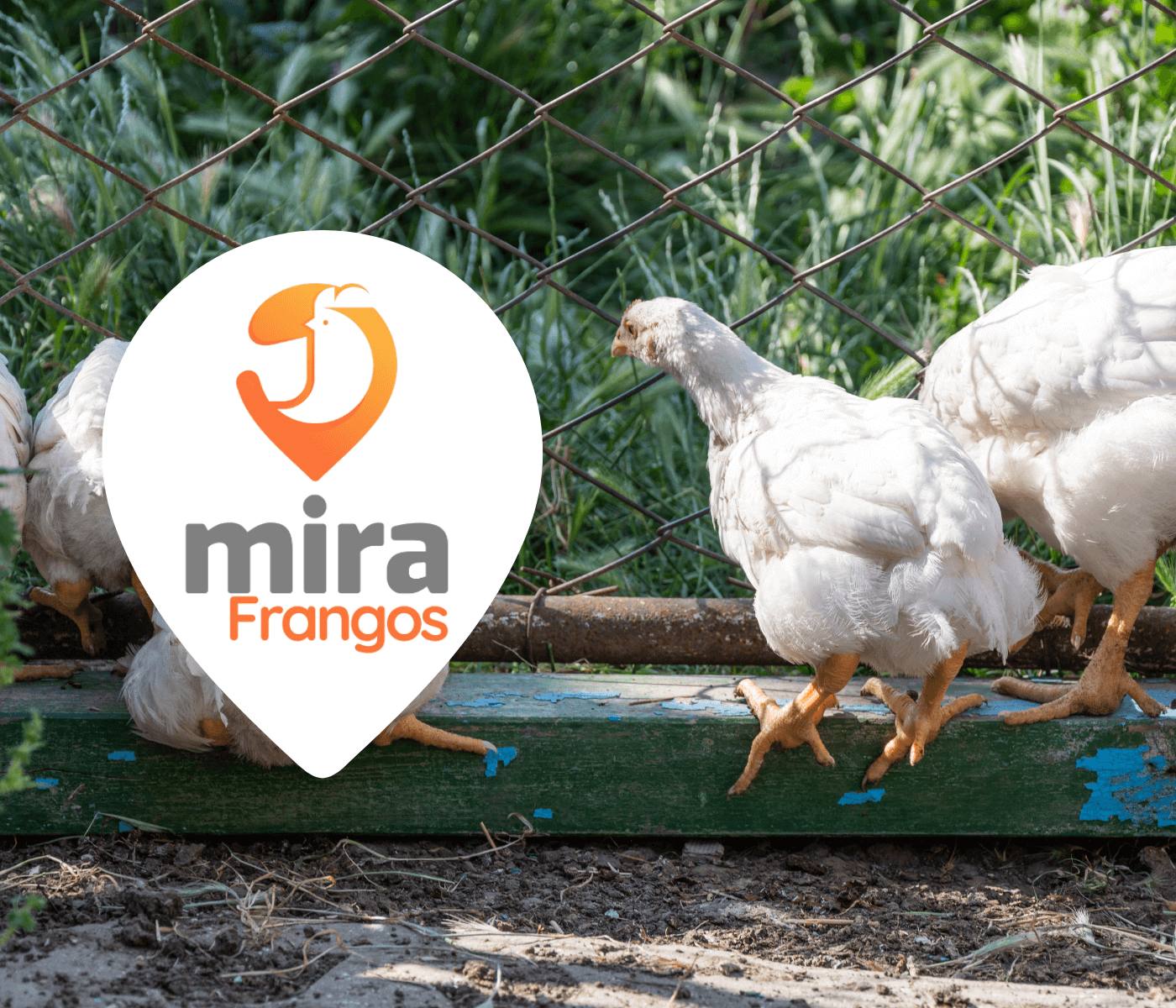 Iniciativa MIRA lança questionário para coletar informações sobre o bem-estar de frangos de corte