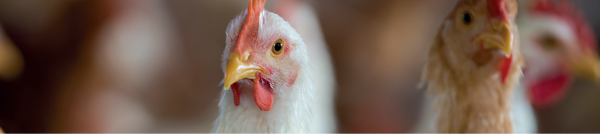 A nutrição animal adequada é um elemento fundamental para o controle e a manutenção da microbiota intestinal das aves