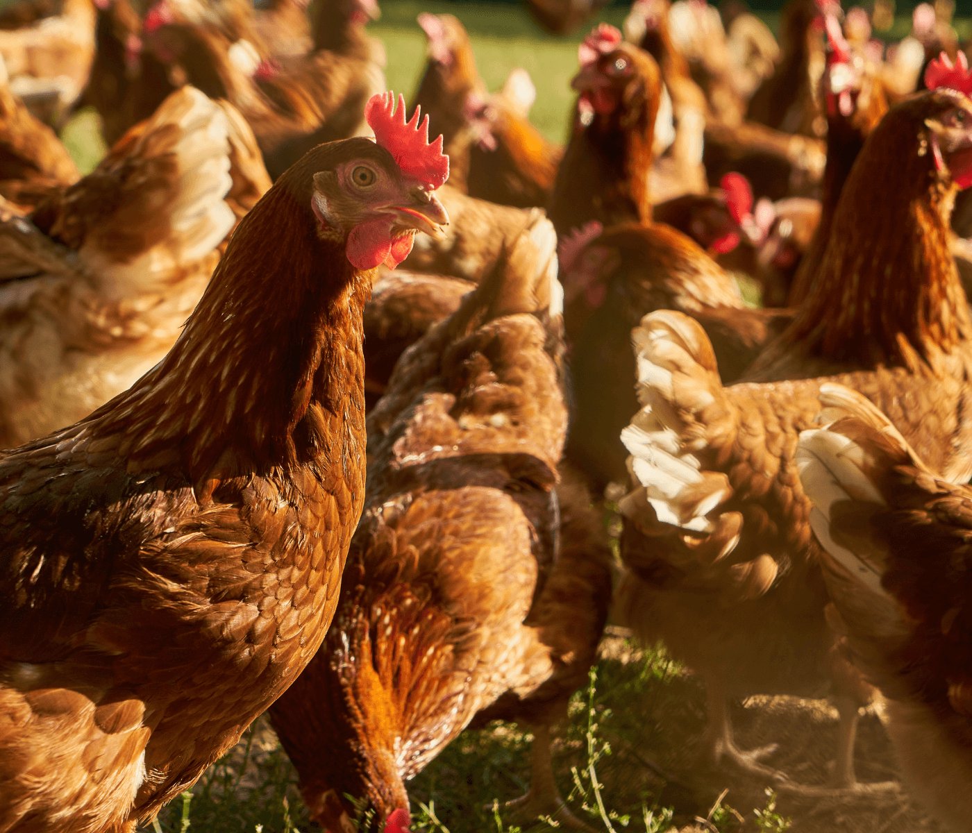 Mantiqueira deve antecipar para 2024 meta de 2,5 milhões de galinhas livres de gaiola
