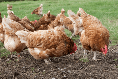 Control de parásitos avicultura: Estrategias eficientes