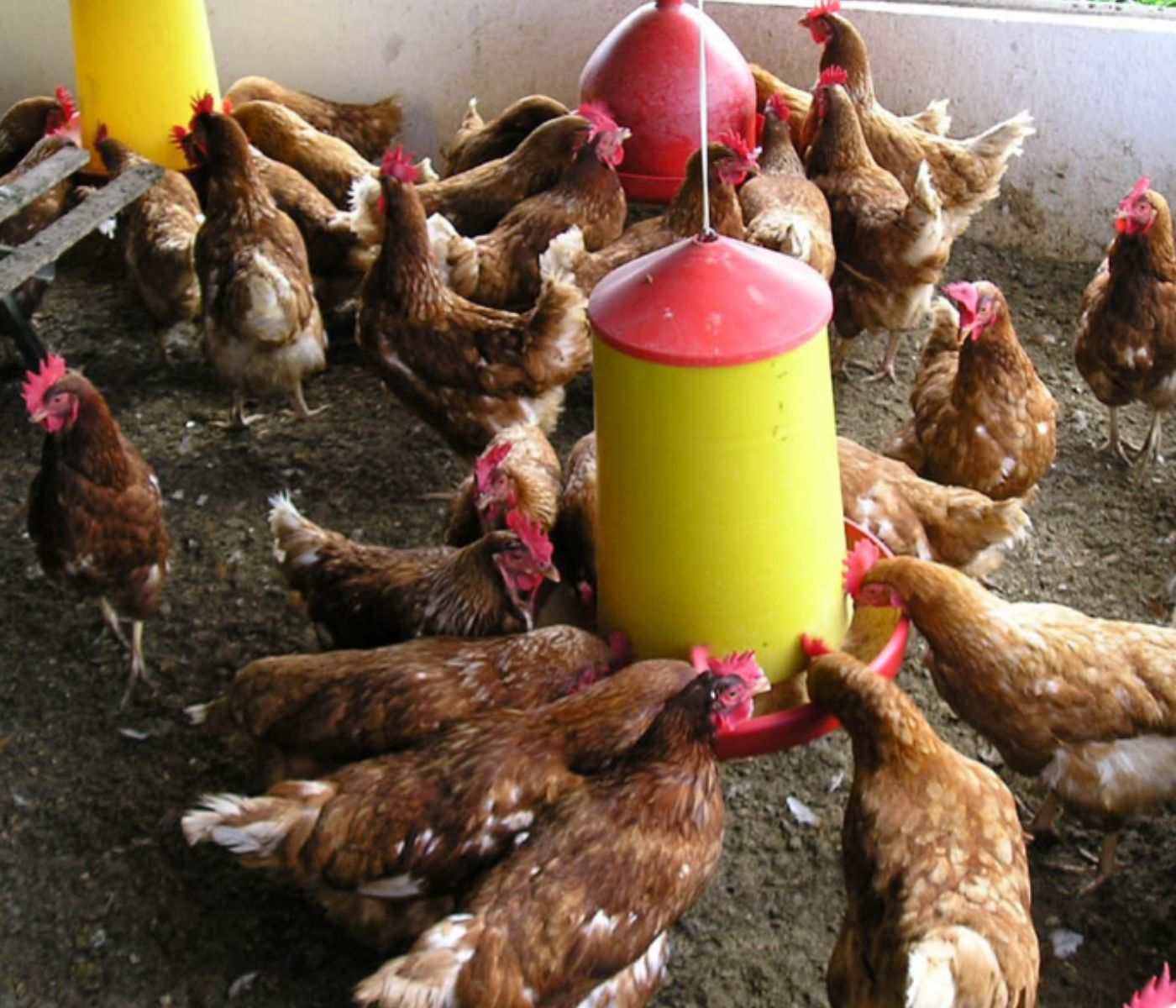 El orégano: ¿Una alternativa natural para controlar la Salmonella en gallinas ponedoras?
