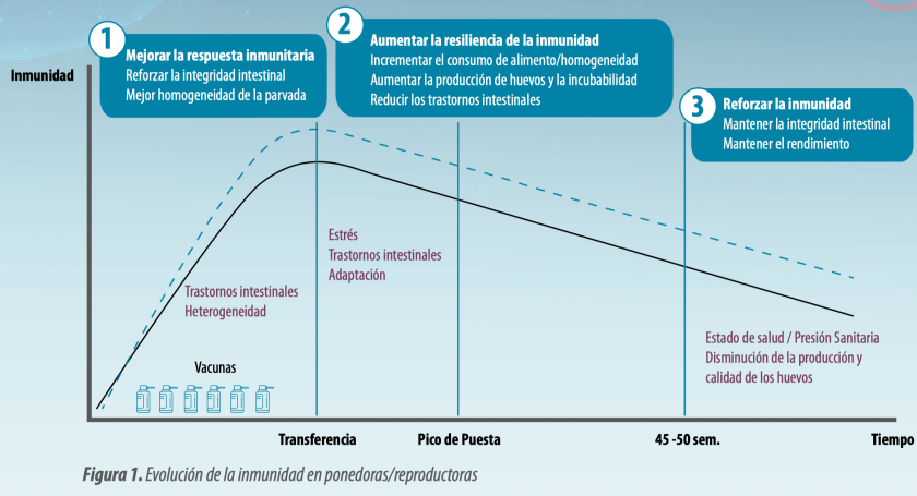 Inmunidad y la importancia del sistema digestivo en avicultura