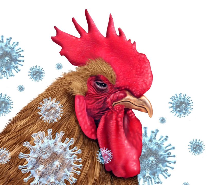 Actualización sobre brotes de Influenza Aviar H5N1 en las Américas