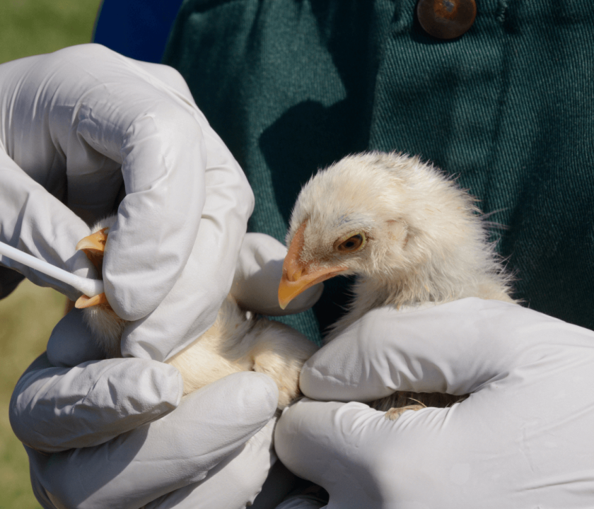 Nuevas cepas de gripe aviar afectan a 7 granja avícolas