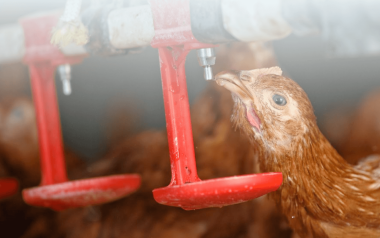 Control de parásitos avicultura: Estrategias eficientes