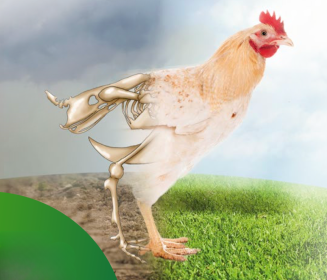 Imagen Revista Estrategias para combatir los efectos del cambio climático en avicultura