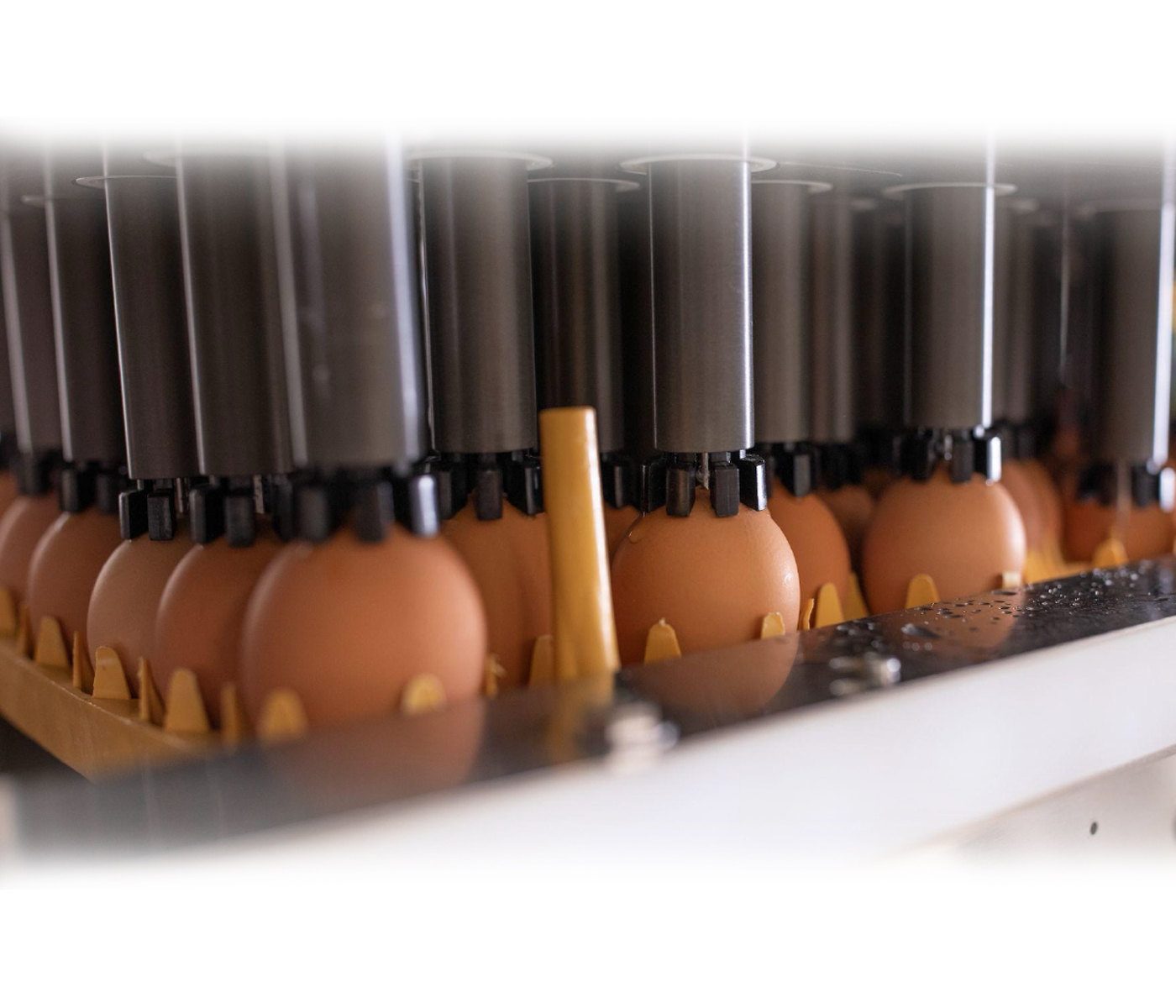A vacinação in ovo com a tecnologia Embrex ® ajuda a promover uma resposta imune mais precoce e robusta nos pintinhos