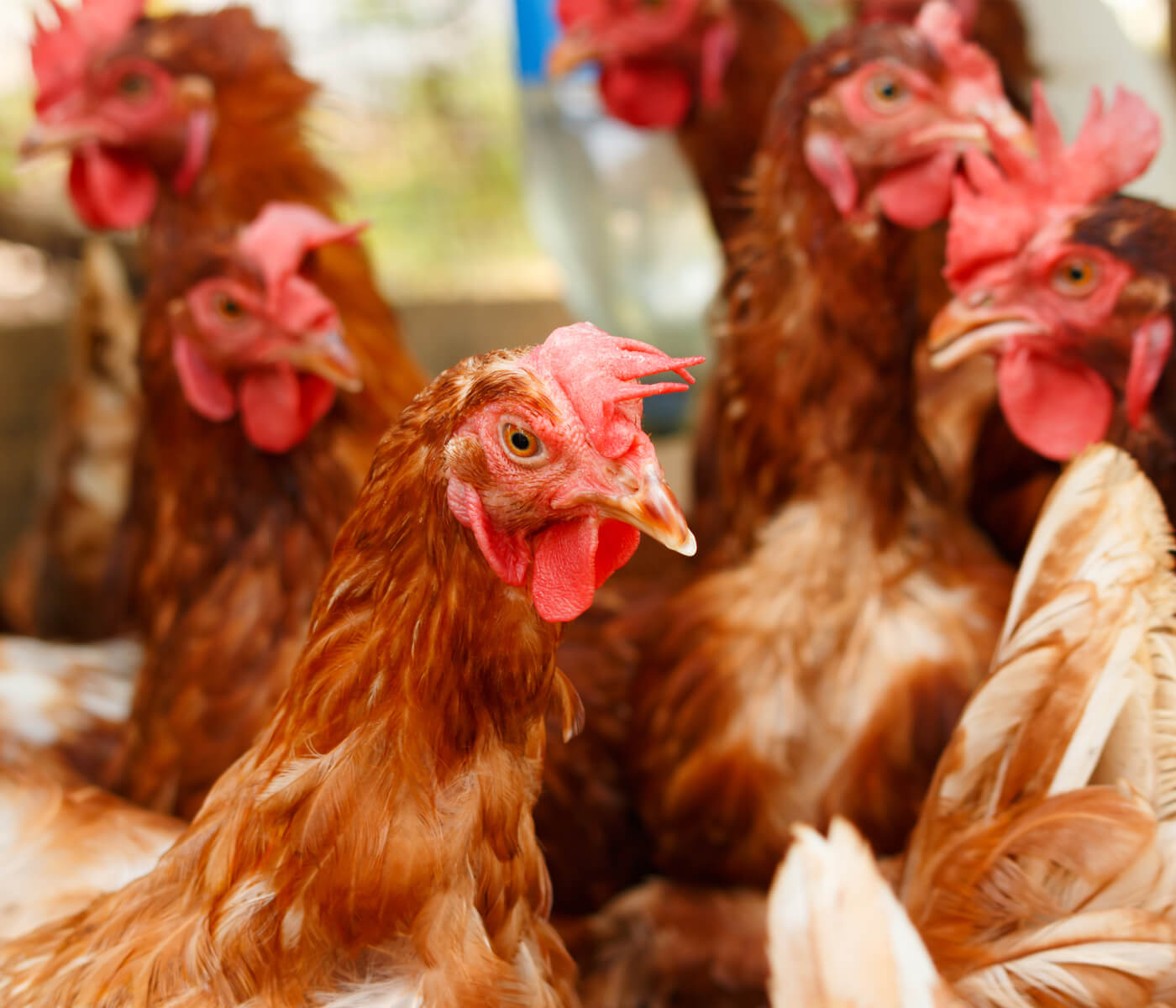 ¿Es posible vacunar frente a Salmonella en aves durante el periodo de puesta?