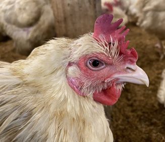 Brasil confirma brote de la enfermedad de Newcastle en un plantel avícola comercial