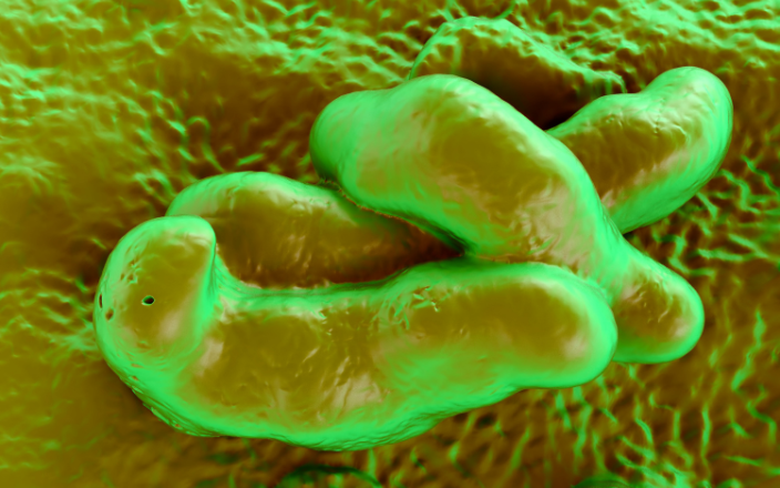 Campylobacter in chicken meat: a public health concern