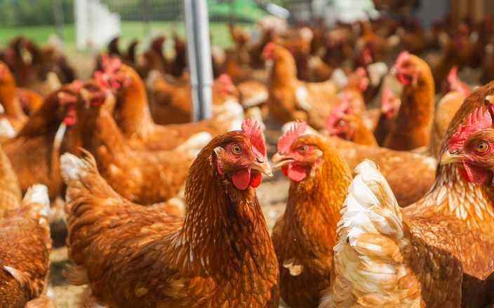 New outbreak of HPAI in Colorado leads to massive hen culling