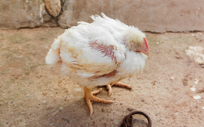 Biosecurity measures to control Gumboro disease in poultry farms