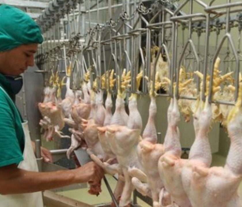 Paraguay: Sector avícola busca exportar sus productos a nuevos mercados