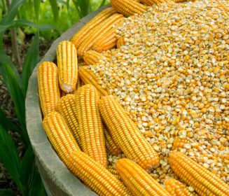 Ecuador: Caída de la oferta de maíz provocaría alza en el precio de productos avícolas