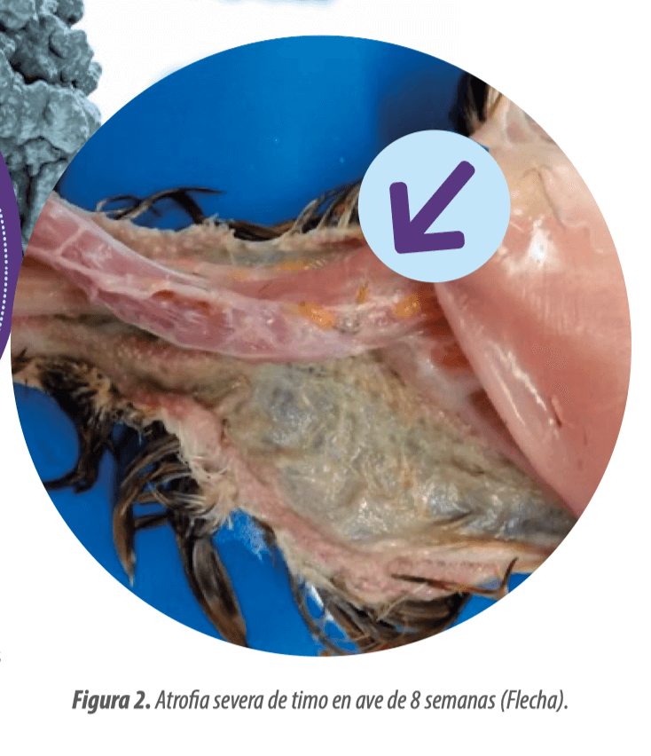 Patología del sistema inmune en aves