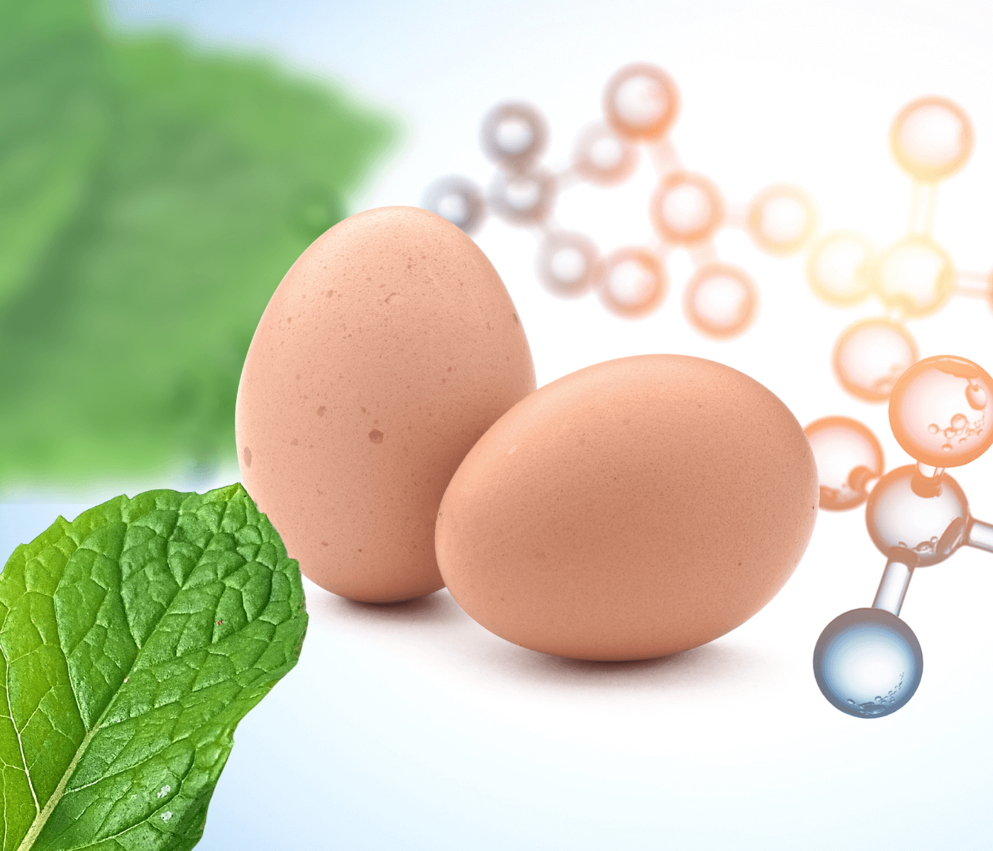 Impactos dos polifenóis na produtividade e qualidade dos ovos de galinhas poedeiras