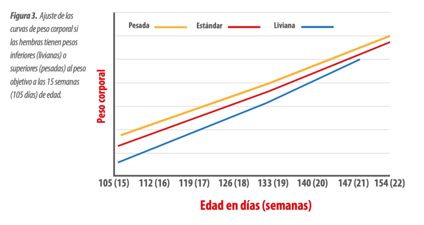 Fases de la recría, ¿cómo podemos llegar a nuestro objetivo?