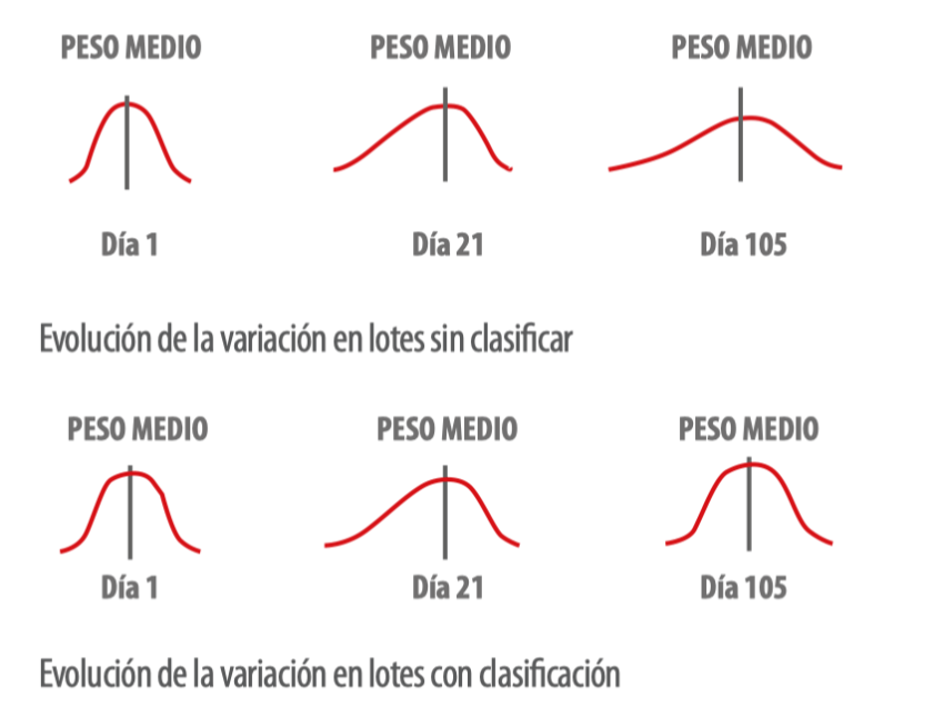 Fases de la recría, ¿cómo podemos llegar a nuestro objetivo?