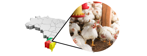 Doença de Newcastle: Brasil suspende exportações avícolas para UE e Argentina