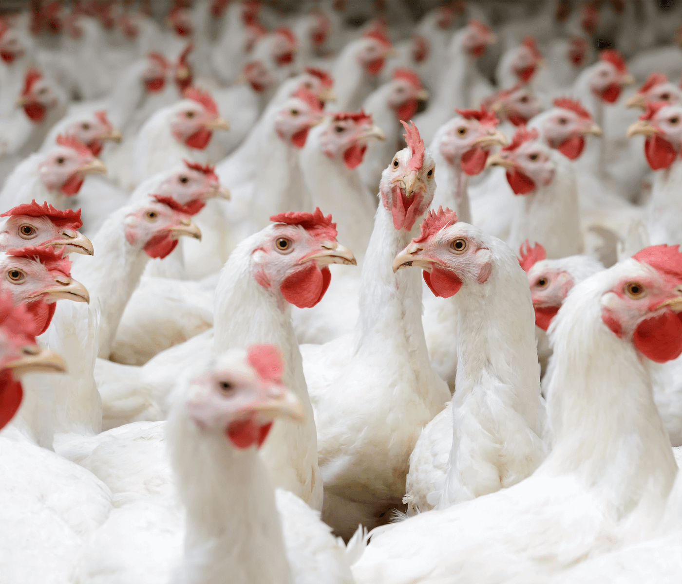 Versatilidad del uso de los fumígenos en avicultura