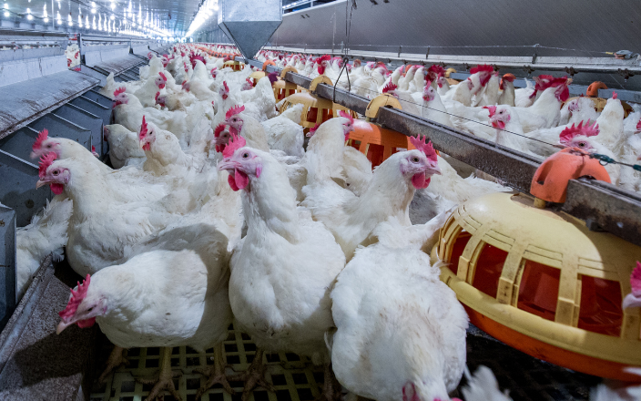 Expanding horizons: the global poultry industry in 2024