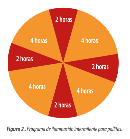 Tratamiento del pico: buenas prácticas y consejos